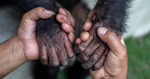 Un cuidador con un chimpancé / NARENDRA SHRESTHA - EFE