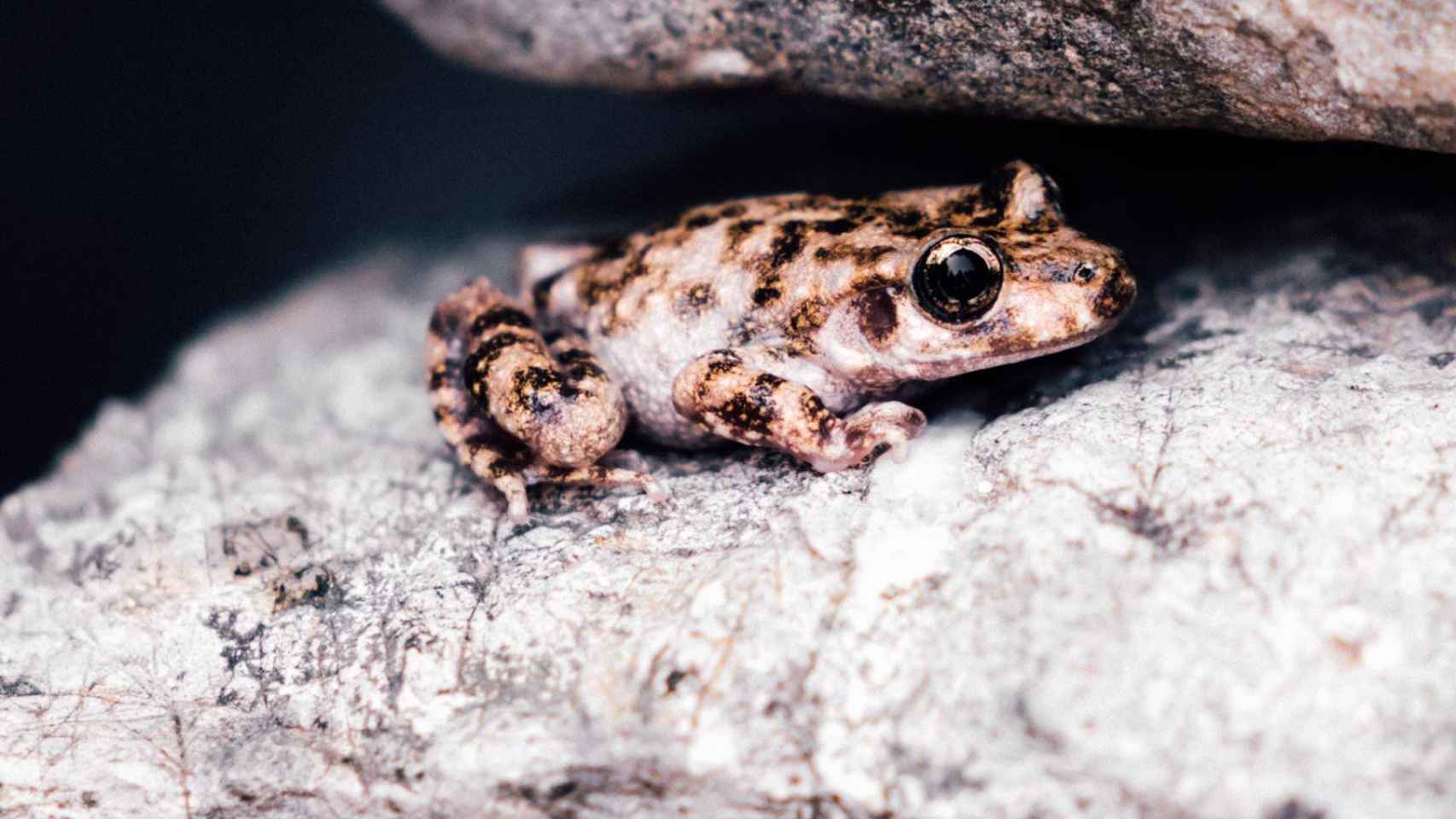 El 'ferreret' es una especie de anfibio en peligro de extinción que habita en Mallorca / DAMM