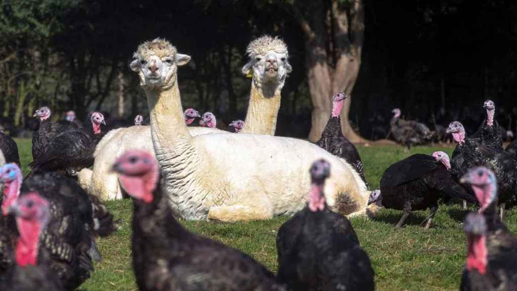 La alpaca, un camélido parecido a las llamas /EP