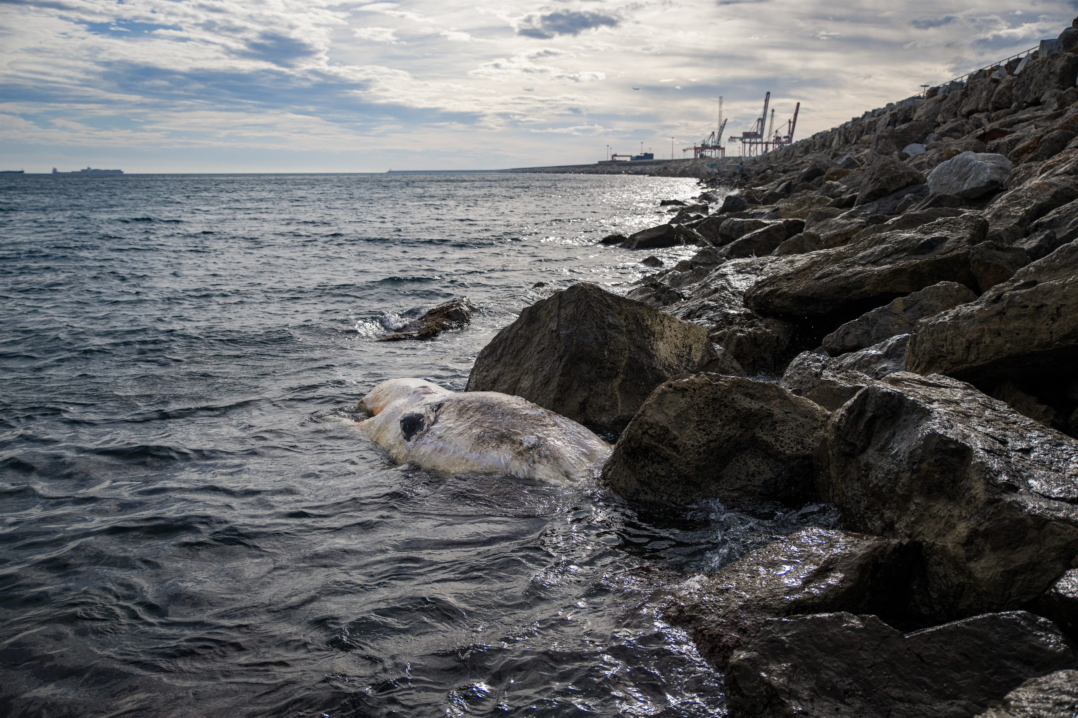 Una ballena varada en el Passeig de l'Escullera de Barcelona / EUROPA PRESS - LORENA SOPENA