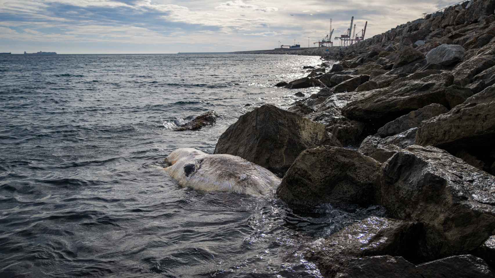 Una ballena varada en el Passeig de l'Escullera de Barcelona / EUROPA PRESS - LORENA SOPENA