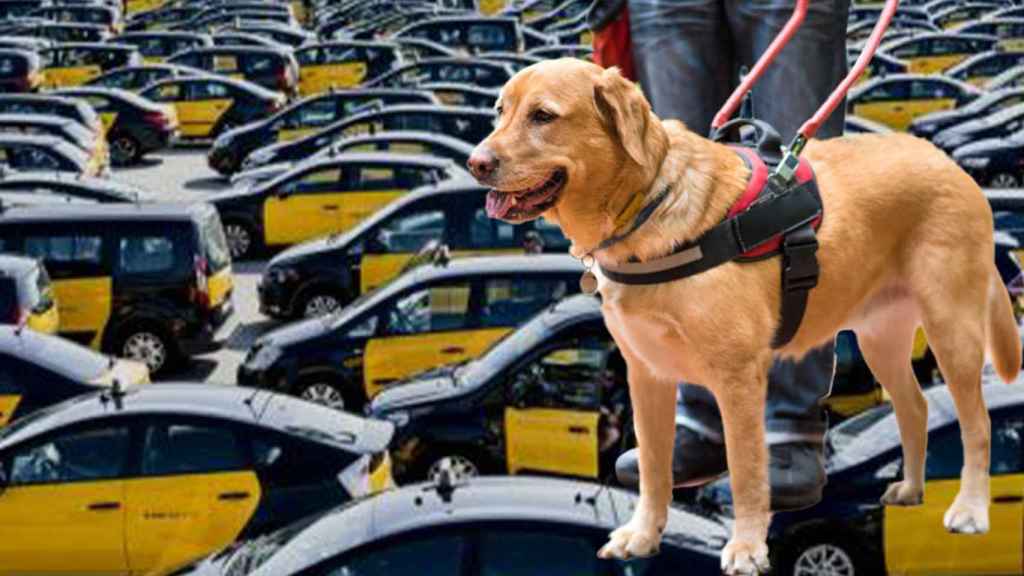 Un perro guía con muchos taxis de fondo / MONTAJE CG