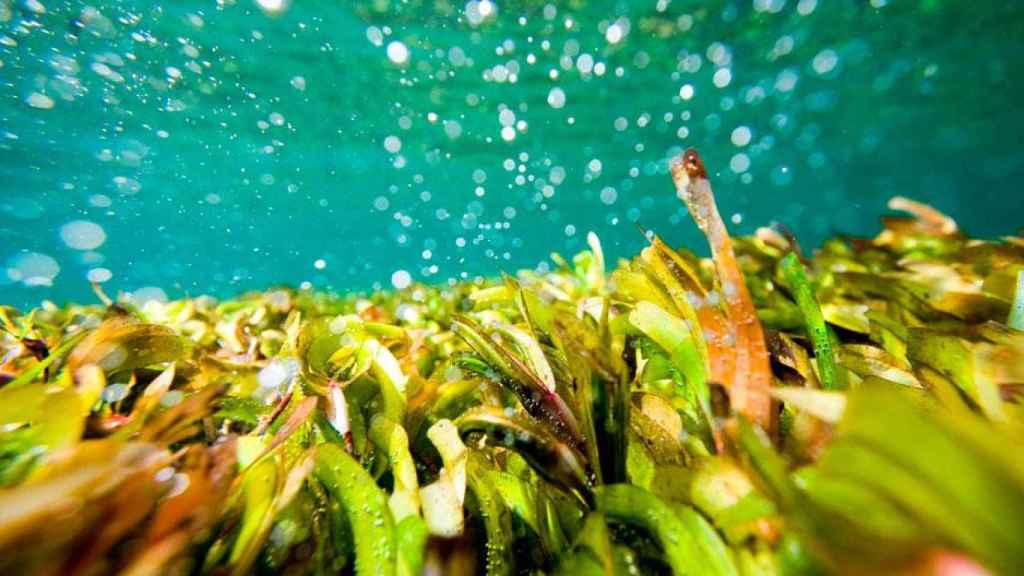 La posidonia, una planta del Mediterráneo que sufre con el turismo masivo / GREENPEACE