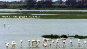 Flamencos en el parque nacional y natural de Doñana (Andalucía) / EFE