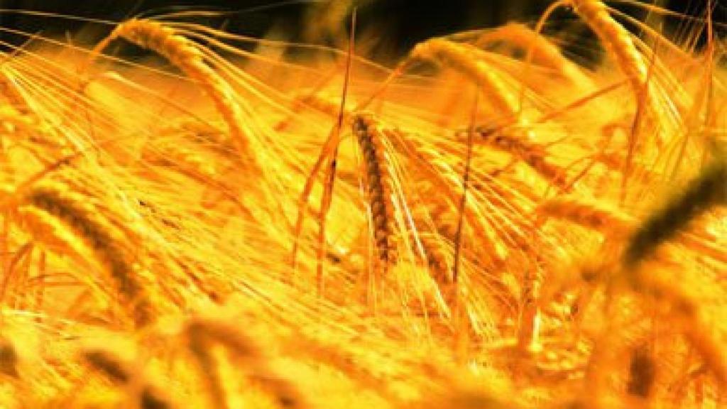 La producción mundial prevista para este año asciende a 724,9 millones de toneladas.