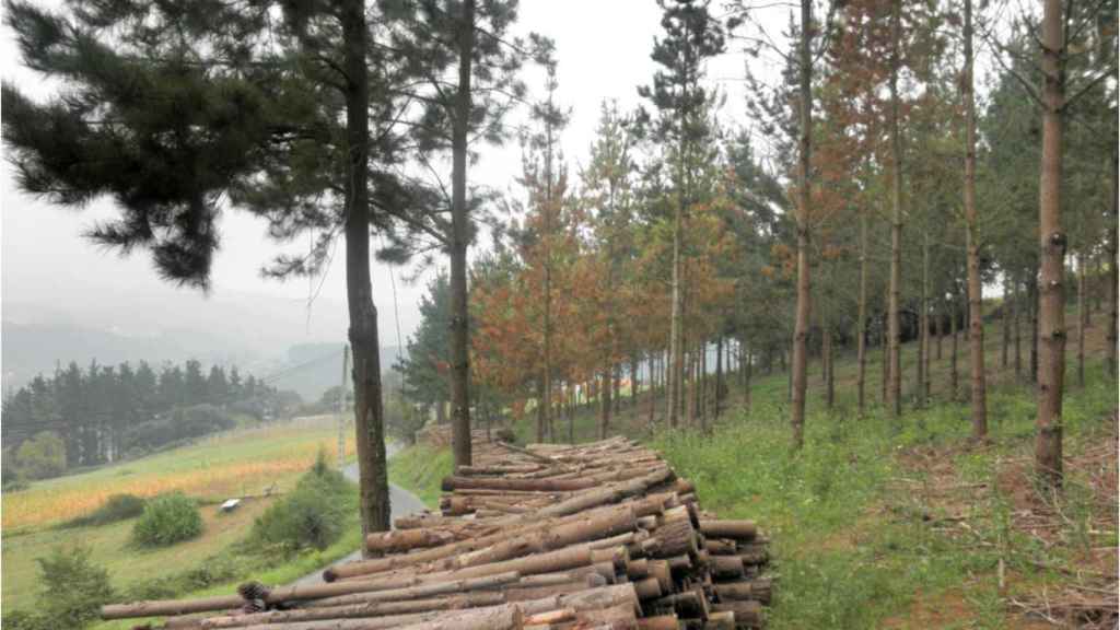 EuropaPress 1947026 Imagen de un bosque facilitada por Neiker Tecnalia que analizará los retos del sector agroforestal ante el cambio climático