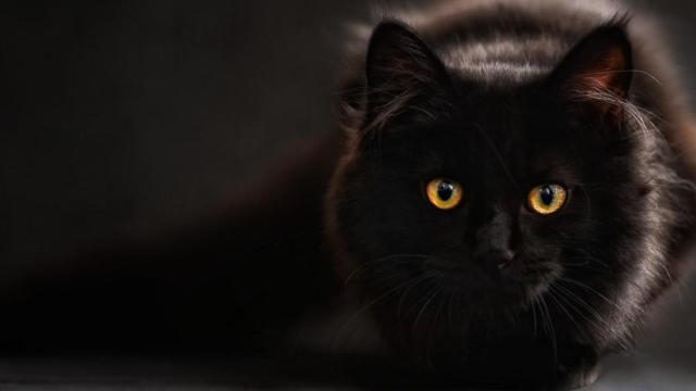 El virus de inmunodeficiencia felina es una enfermedad que afecta a los gatos / PIXABAY