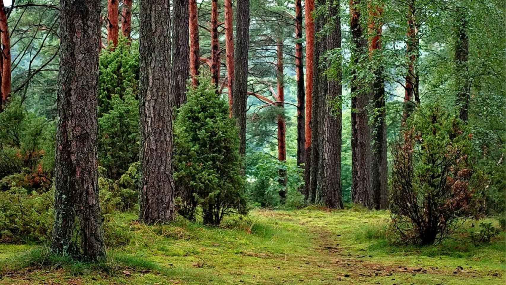 Los mejores bosques donde disfrutar del otoño