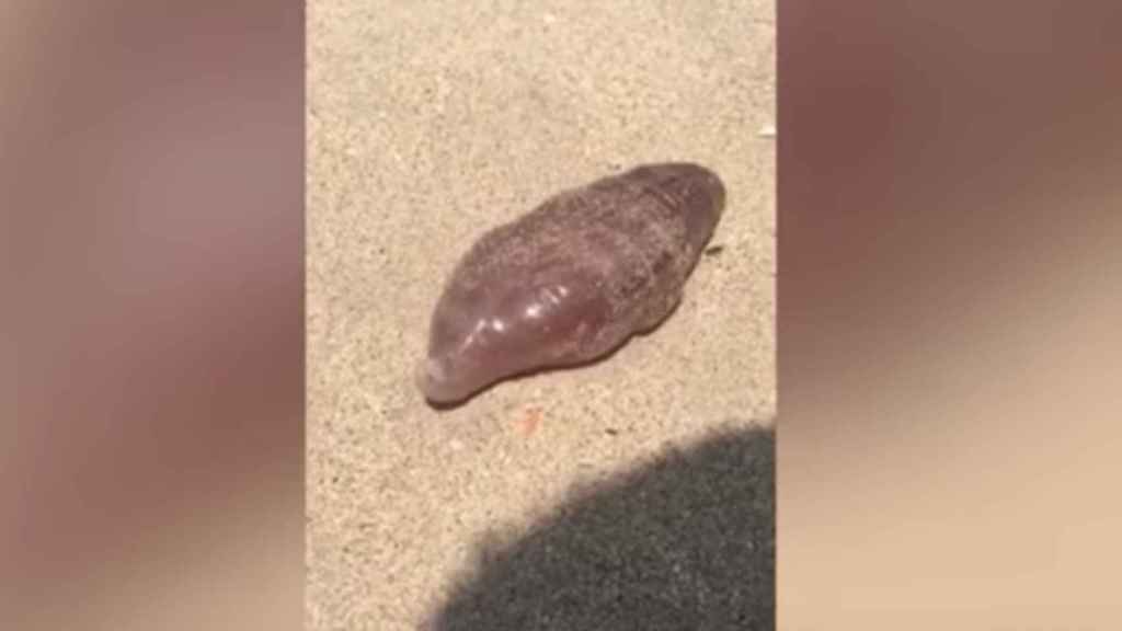 Una foto del extraño animal en una playa de Tailandia