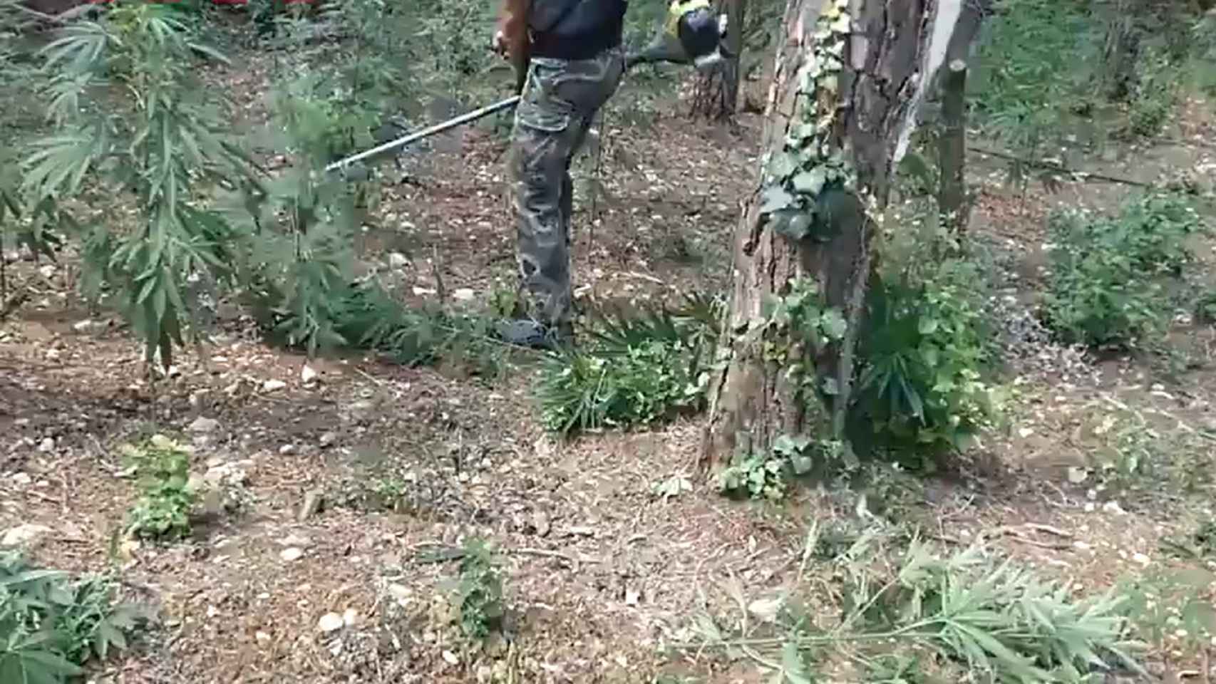 La plantación de marihuana desmantelada en pleno bloque por la policía catalana en Albanyà (Girona) / MOSSOS