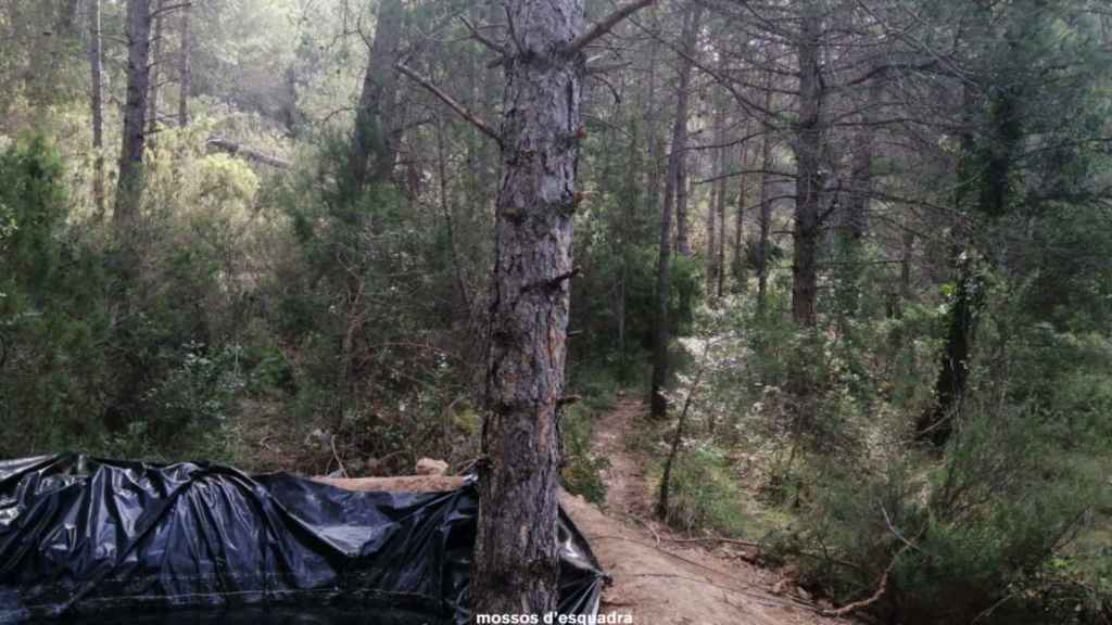 Plantación de marihuana desmantelada en una zona boscosa / MOSSOS D'ESQUADRA