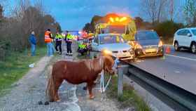 El poni que ha causado el accidente grave en Terrasa / TRÀNSIT