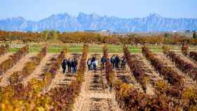 Un grupo de visitantes en los viñedos de Bodegas Torres, situados en Vilafranca del Penedès (Barcelona) / CG