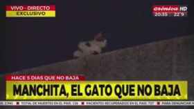 Un gato atrapado en un tejado, un fenómeno en redes sociales / TWITTER