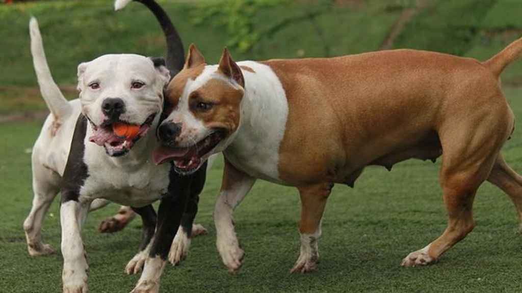 Una niña de 12 años, hospitalizada tras el violento ataque de dos pitbulls en Cáceres