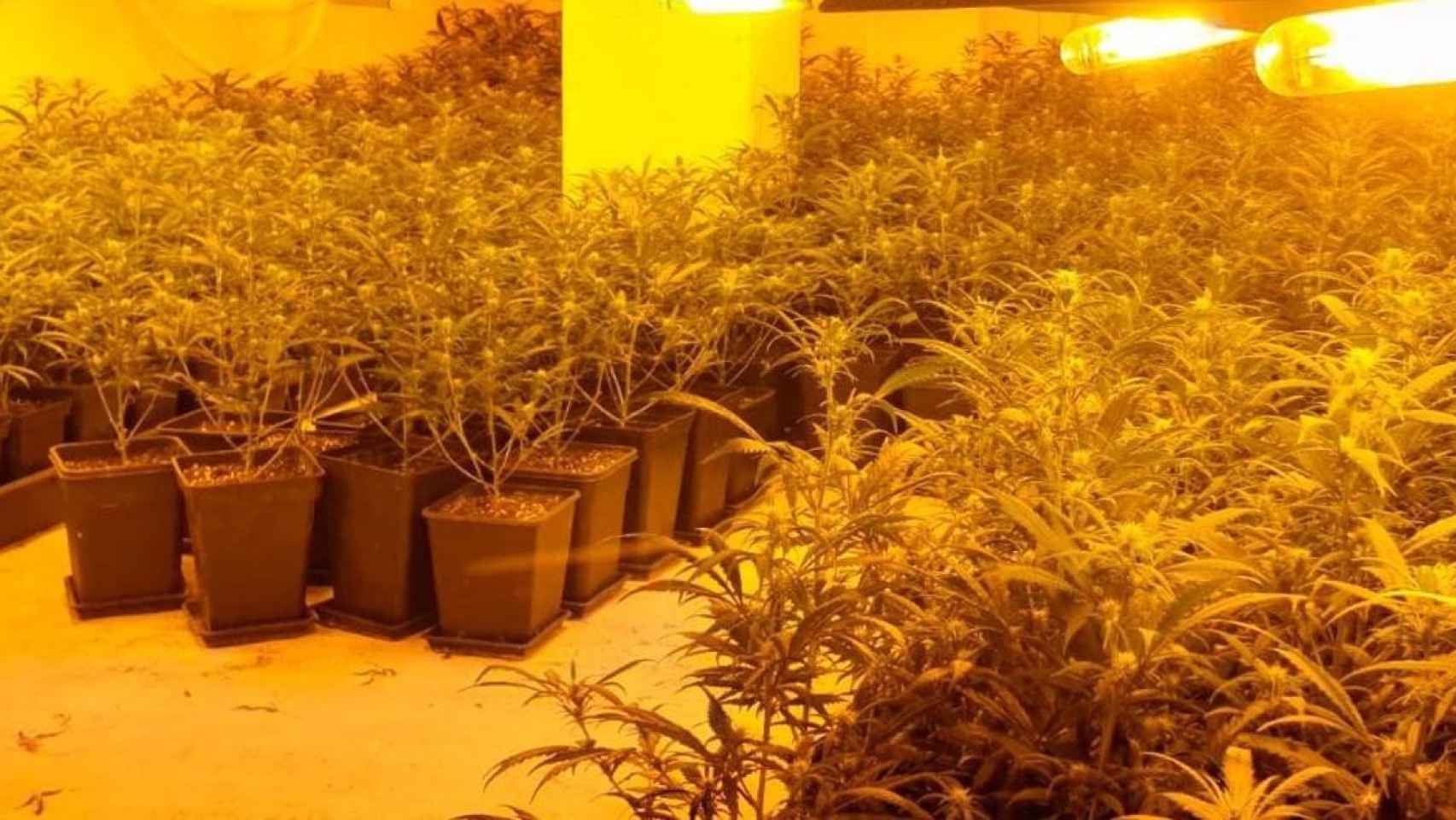 Detenidos dos hombres como responsables de tres cultivos de marihuana / MOSSOS D'ESQUADRA