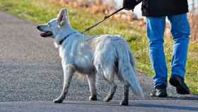 Un paseador de perros y un can