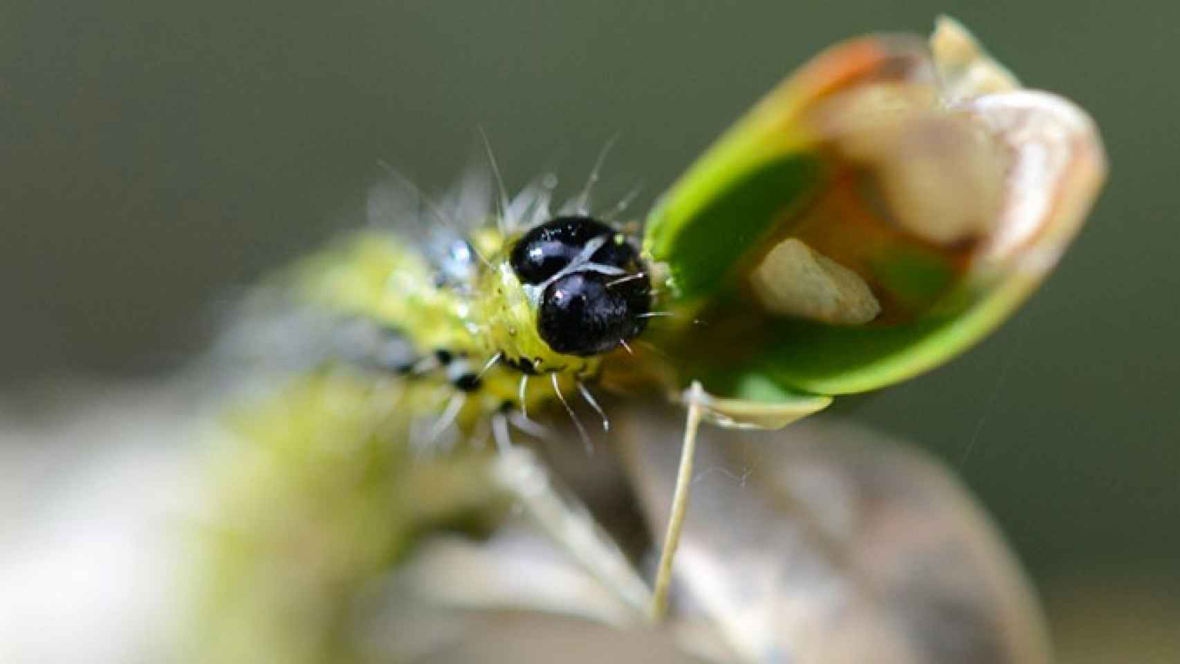 Oruga del boj, una especie invasora procedente de Asia