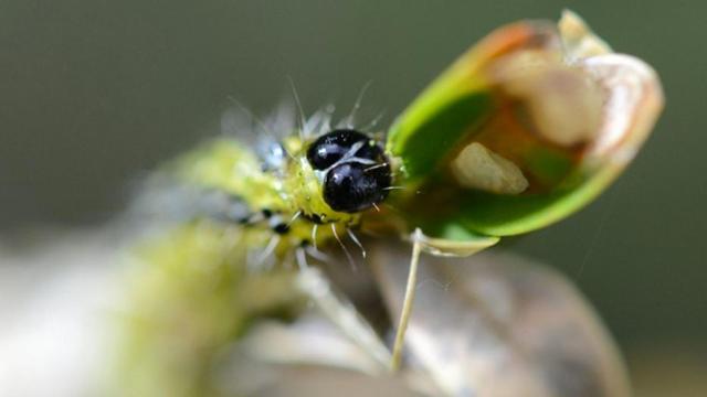 Oruga del boj, una especie invasora procedente de Asia