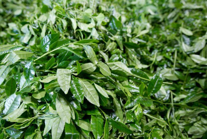 Hojas de dé matcha, infusión milenaria con origen en Japón / EFE