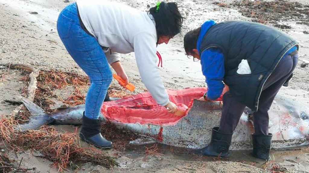 Imagen de dos vecinos del Delta del Ebro rapiñando un atún rojo tras el temporal Gloria / ED