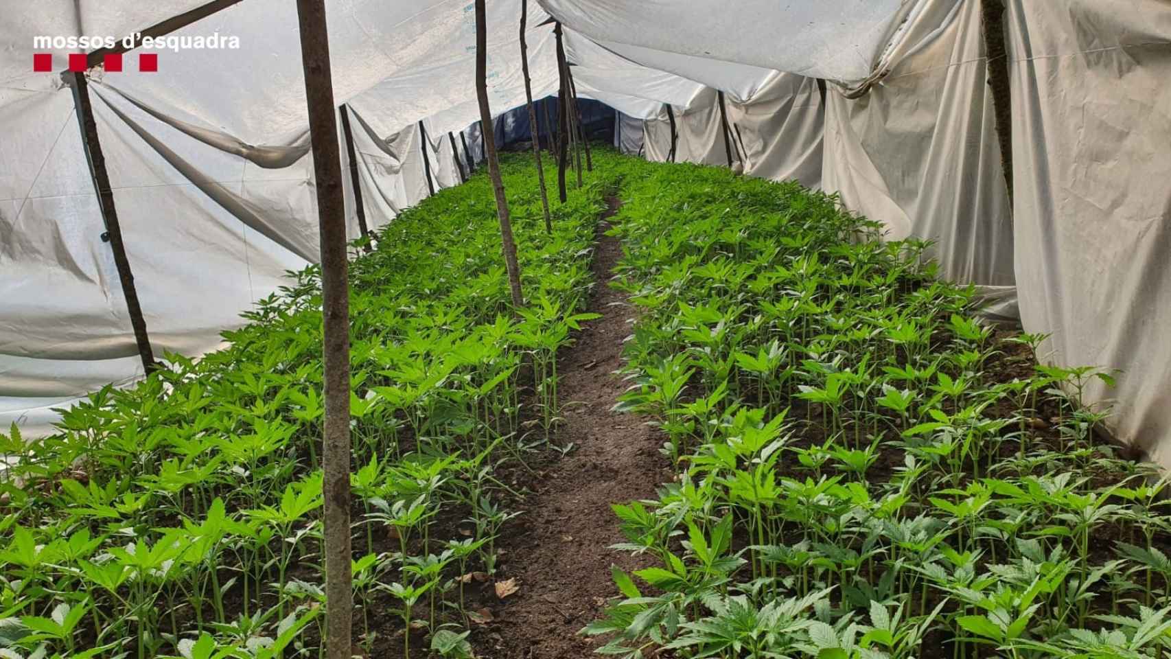 Imagen de una de las plantaciones de marihuana en la zona Montseny, en Barcelona / EP