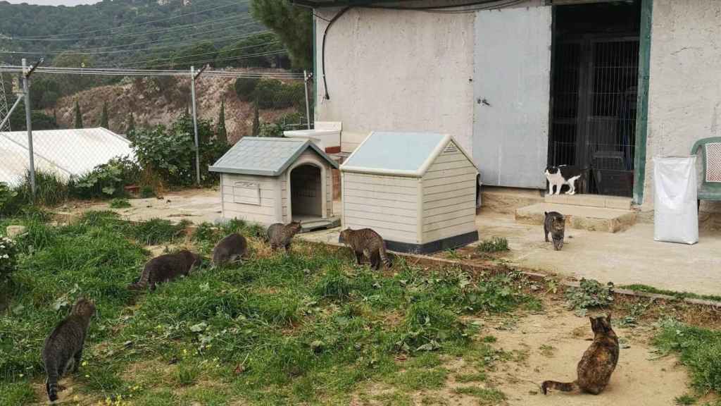 Refugio felino de Canet de Mar del que el ayuntamiento se quiere desprender / MARIA PANADES