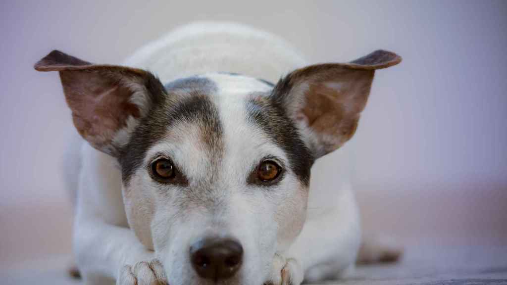 Mascota observando a su dueño antes de ir al veterinario / PIXABAY