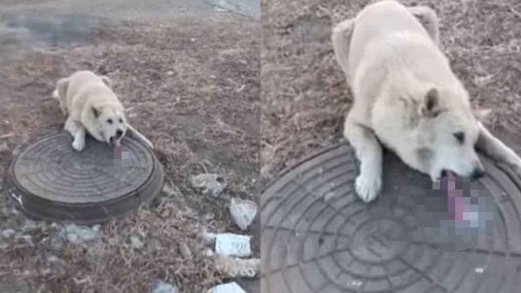 Una foto del perro que quedó pegado a una alcantarilla con la lengua