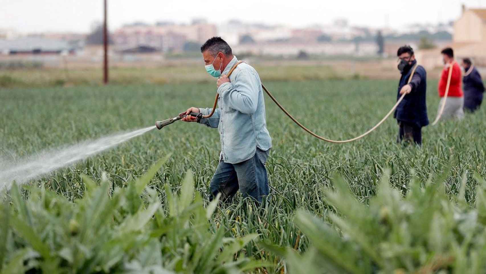 Migrantes que trabajan en el campo durnate la emergencia sanitaria / EFE