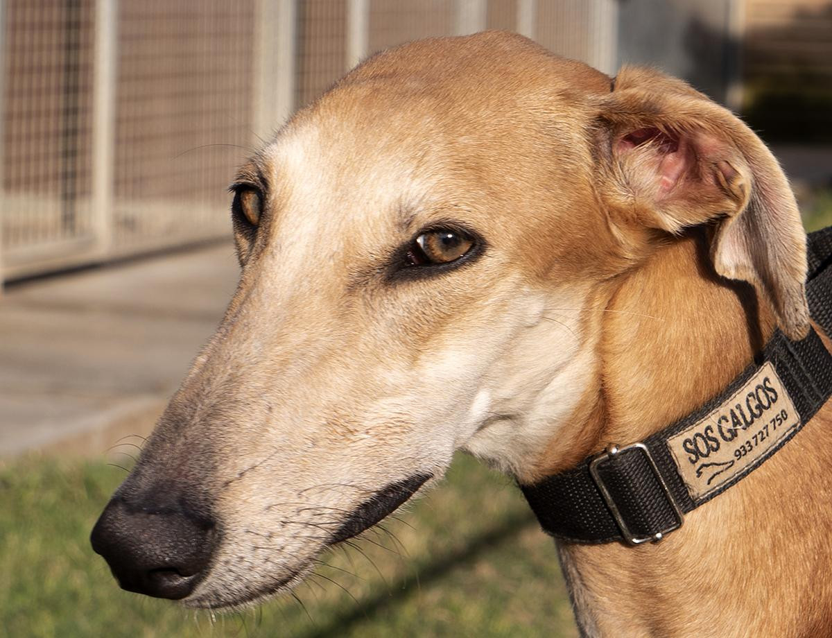 Galgo en la protectora