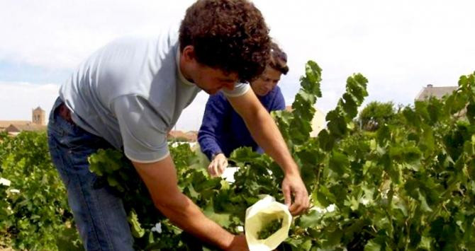 Viticultores del Penedès / EFE