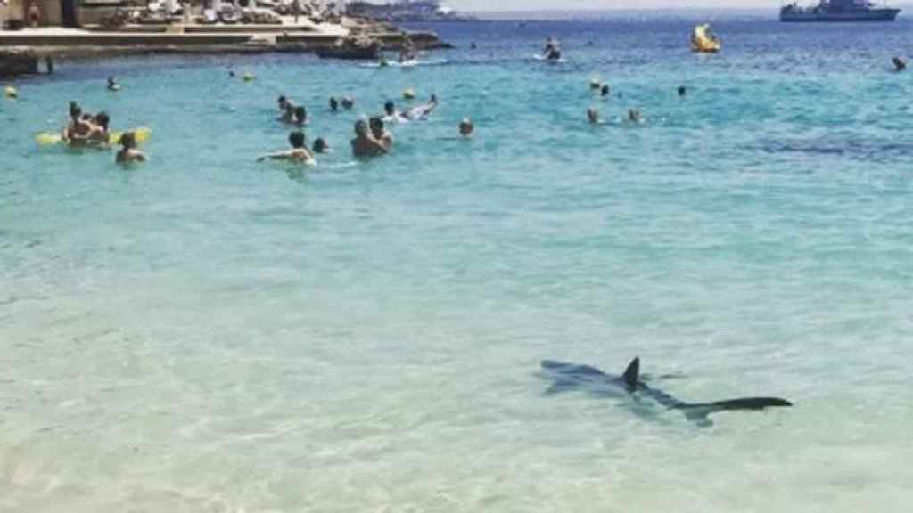 Una tintorera en una playa de Mallorca