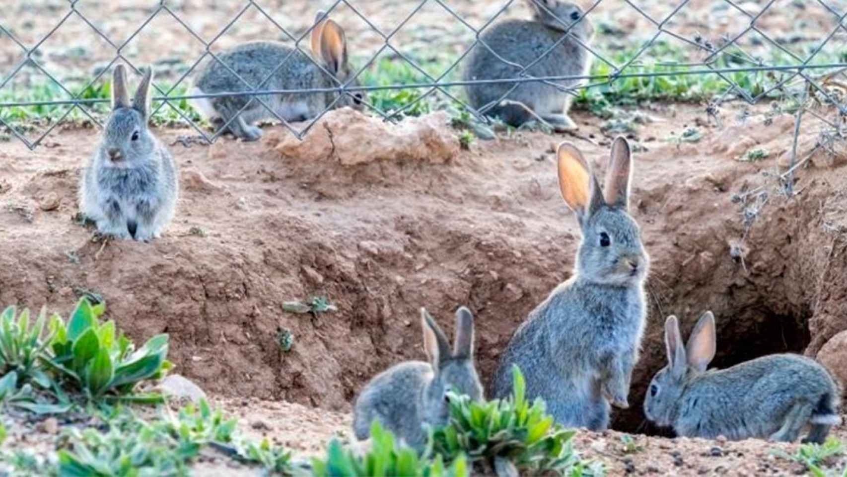 Una madriguera de conejos en un ámbito rural / EP