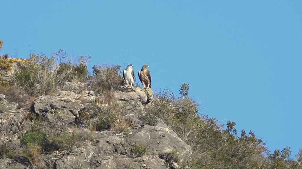 El águila perdicera recuperada, llamada 'Vent', también ha conseguido pareja y se ha reproducido  / ENDESA