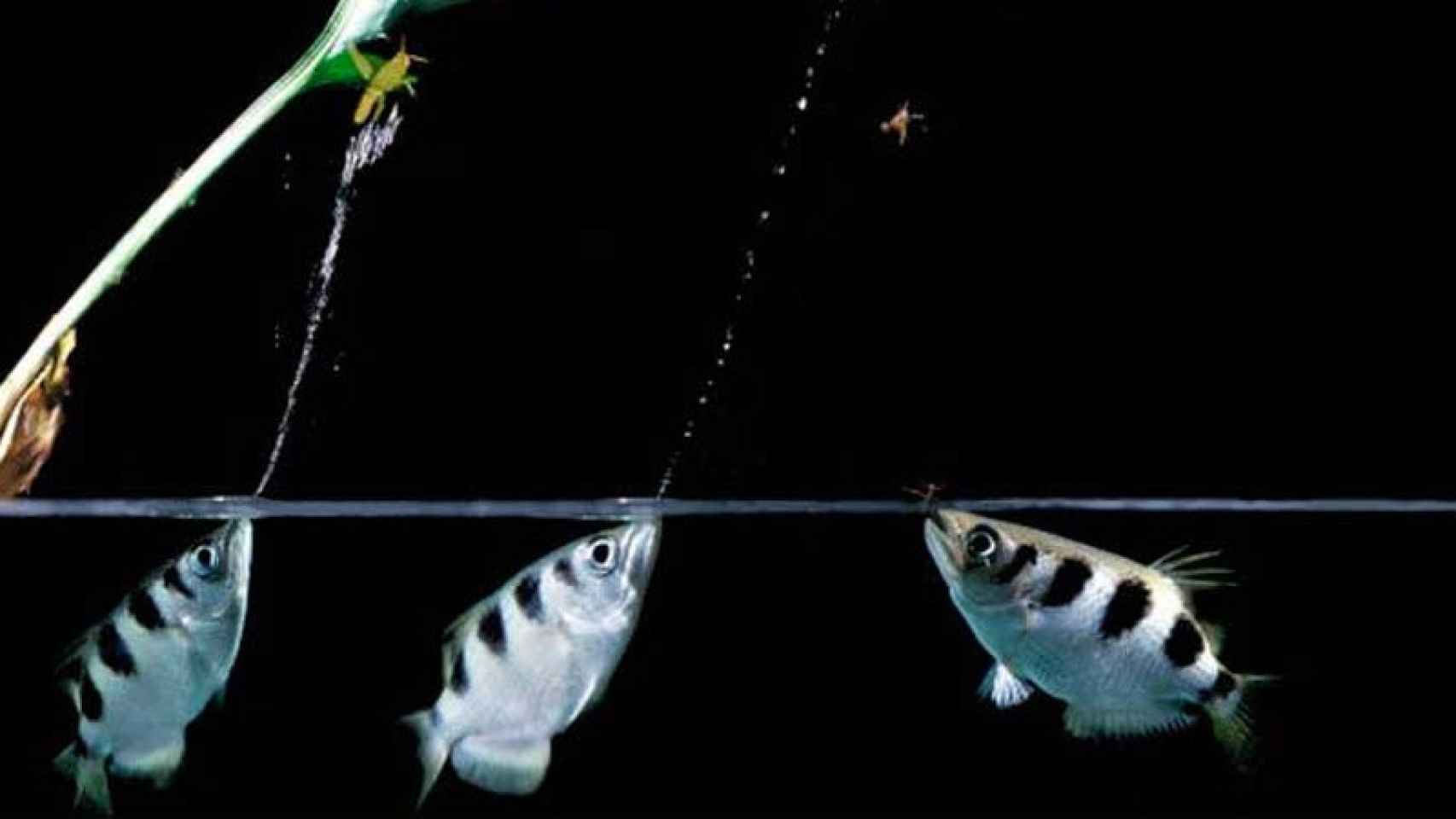 Peces arquero disparando chorros de agua para derribar a sus presas.