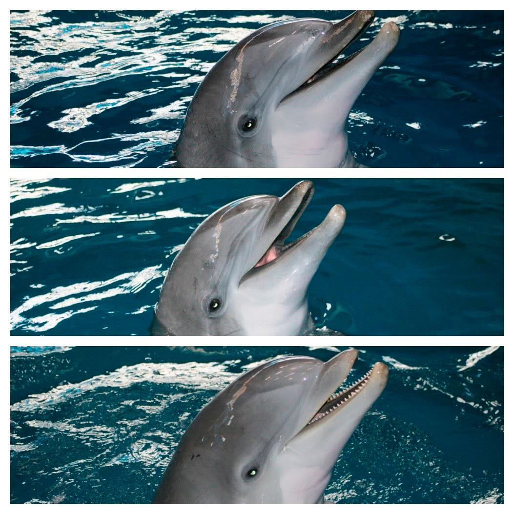 Los tres últimos delfines de Barcelona / ZOO