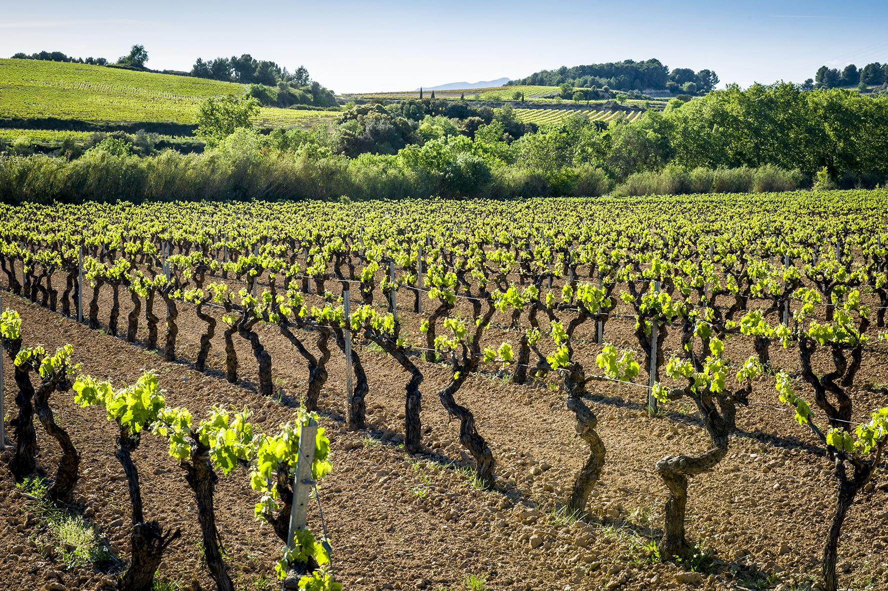 Viñedos en el municipio de Vilafranca del Penedès / EFE