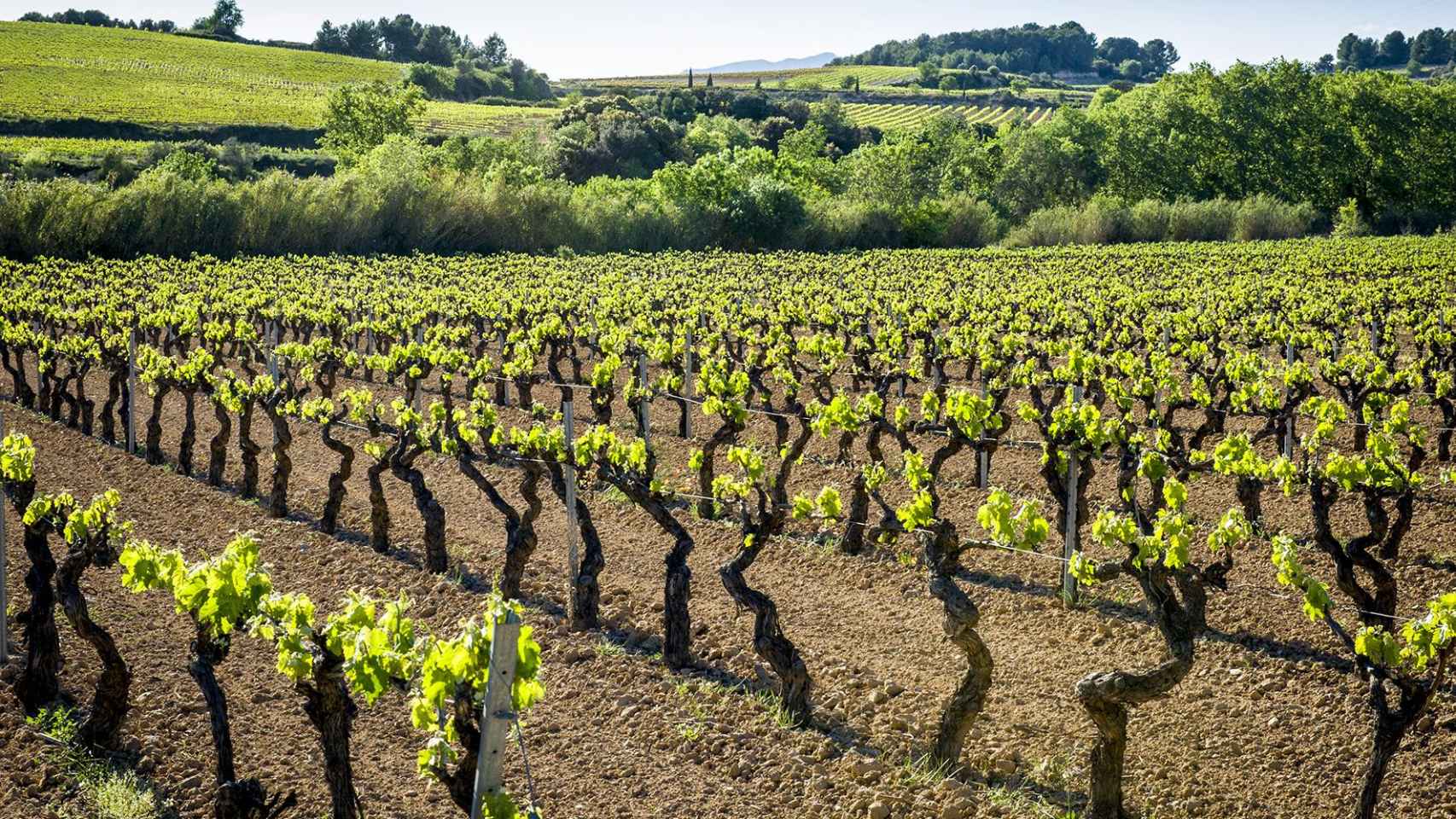 Viñedos en el municipio de Vilafranca del Penedès  / EFE