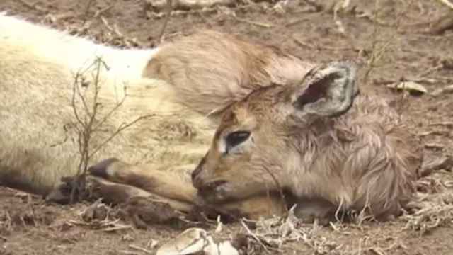 La cría de antílope acurrucada entre las patas de la leona