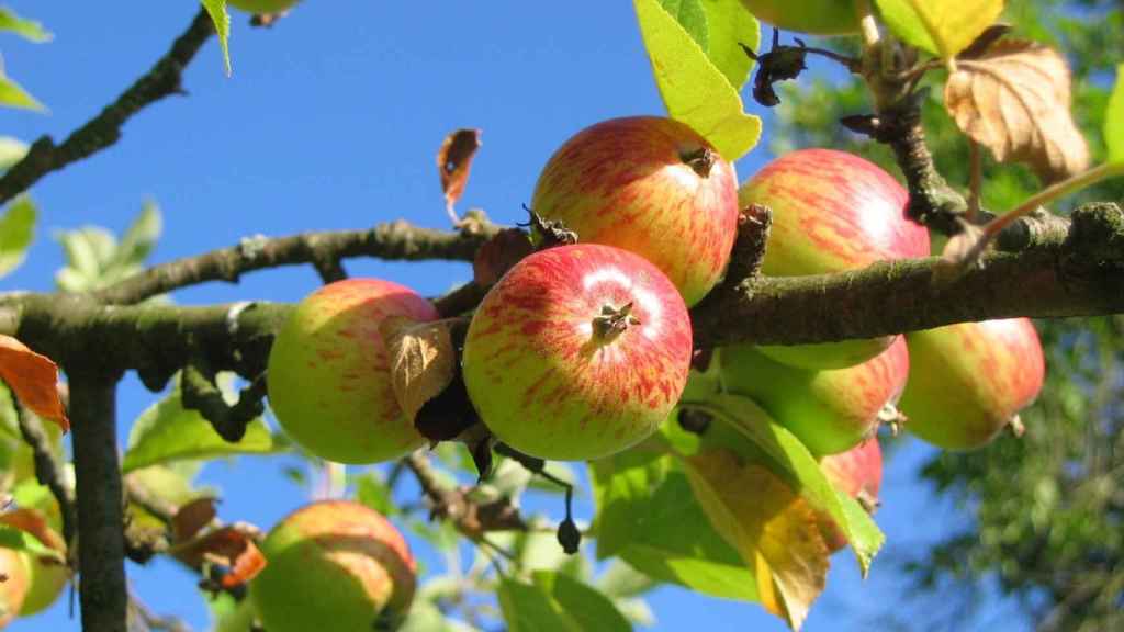 Los siete alimentos comunes que te pueden envenenar