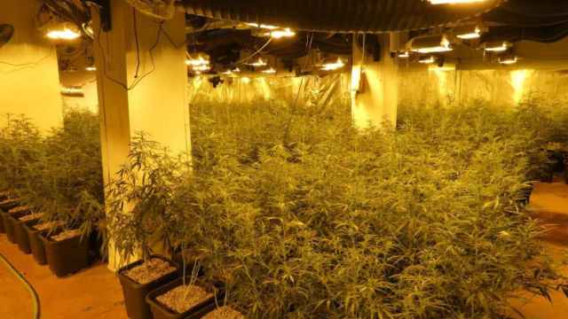 Plantación de marihuana desmantelada por los Mossos d'Esquadra / MOSSOS