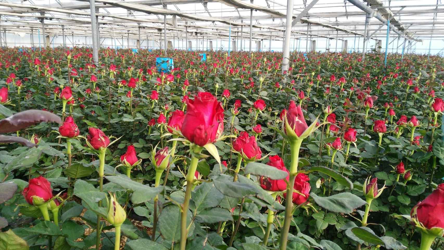 Cultivo de uno de los últimos productores de rosas de Cataluña, en Santa Susanna (Barcelona) / FLORS PONS