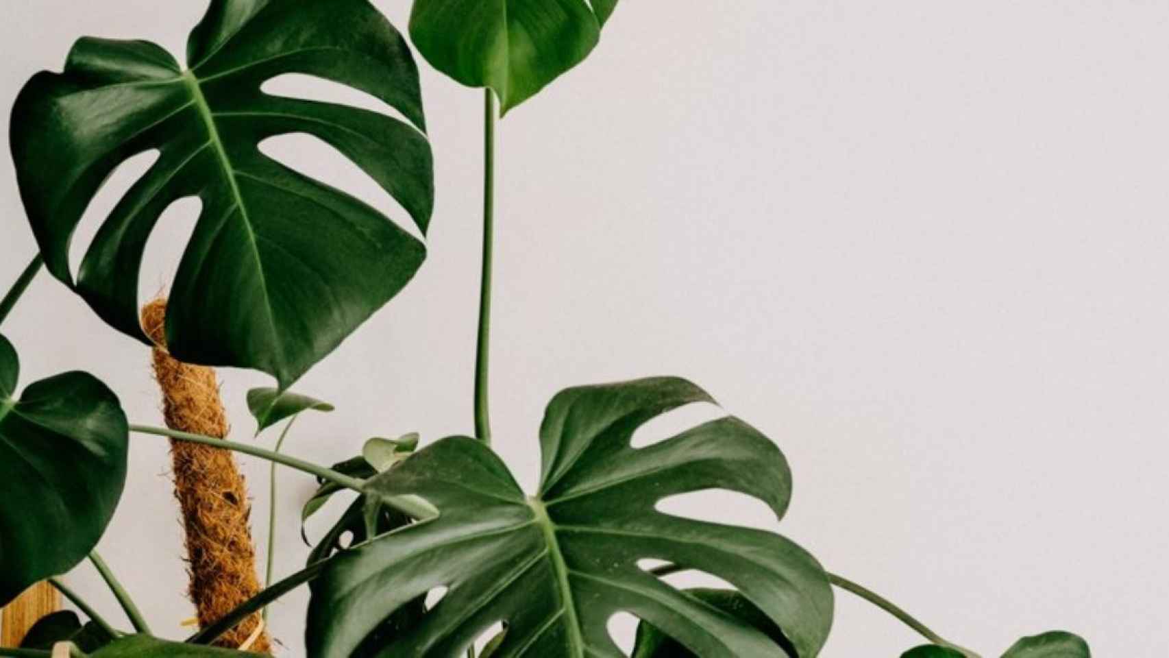 Las inconfundibles hojas de la monstera / Annie Spratt en UNSPLASH