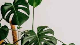 Las inconfundibles hojas de la monstera / Annie Spratt en UNSPLASH