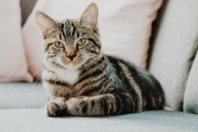 Gato, mascota que puede preferir dormir en el sofá en lugar de en la cama / Erik Jan en UNSPLASH