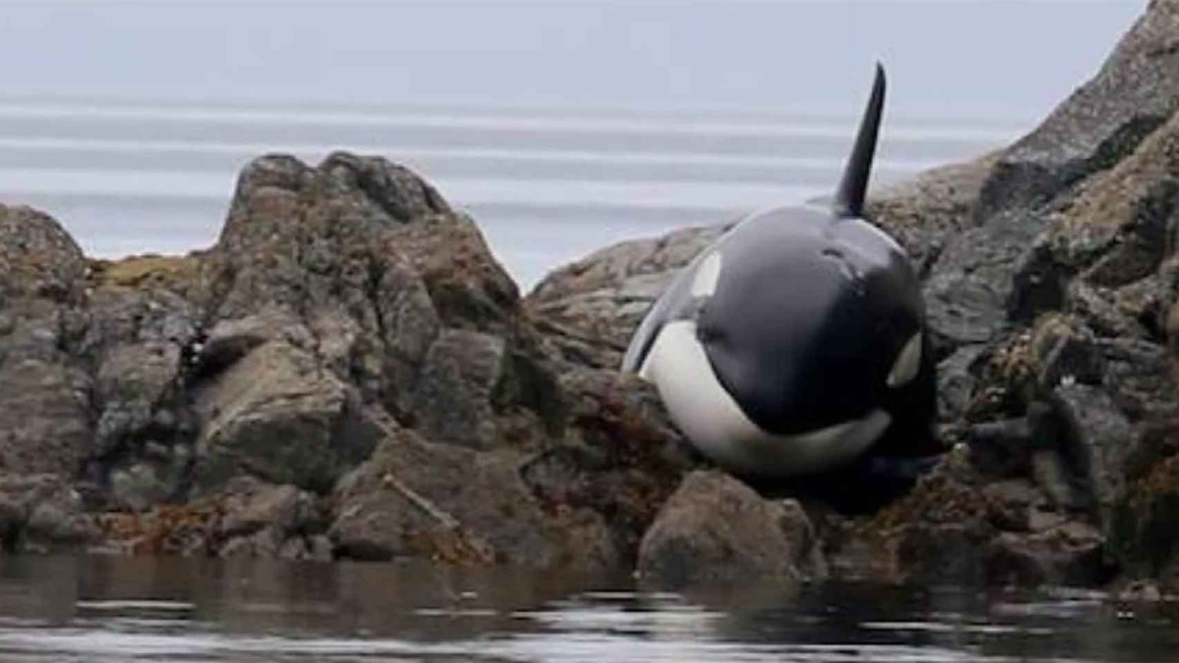 Ballena varada en Columbia Británica (Canadá) / THE CETACEAN LAB