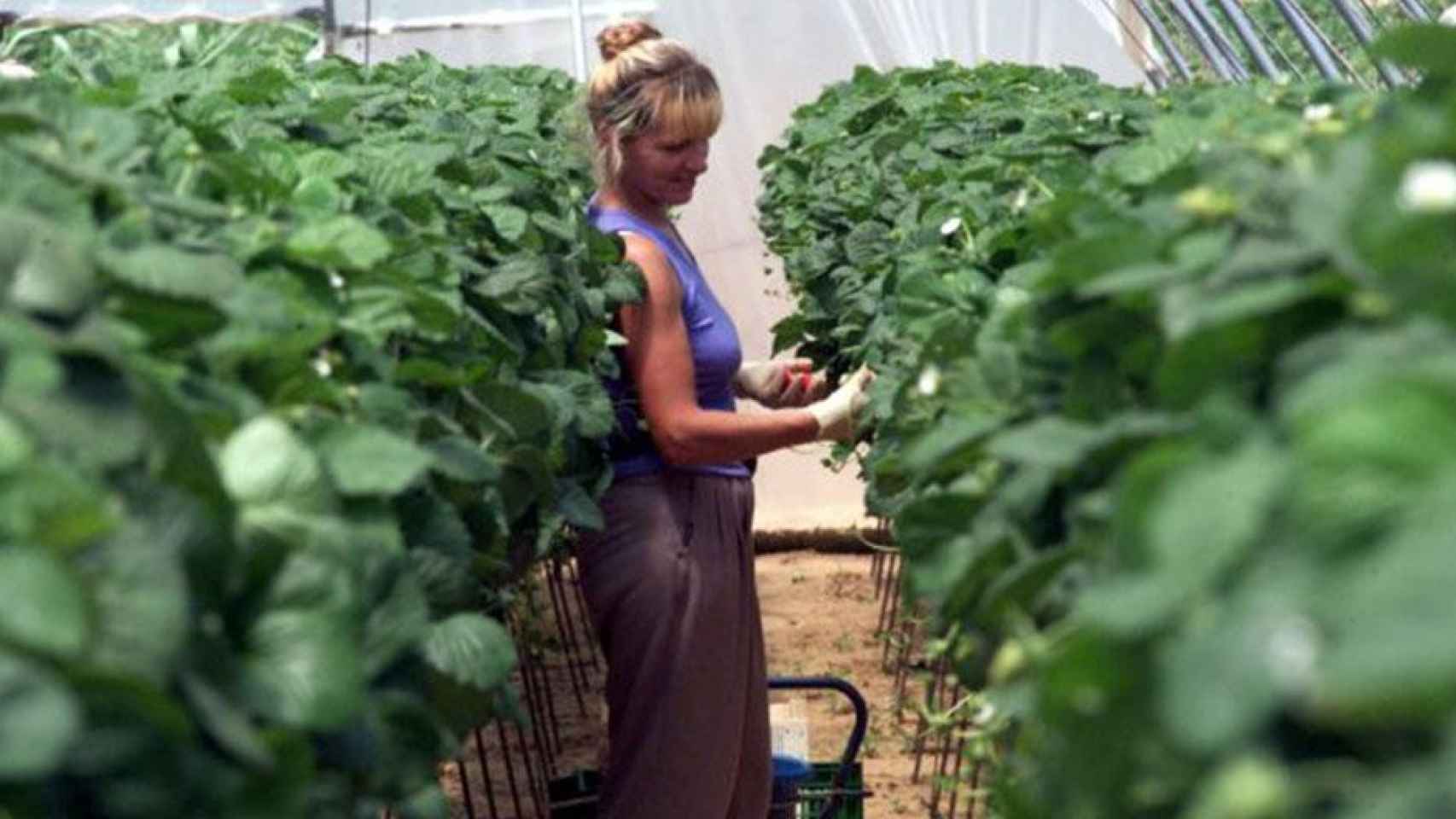 Una mujer trabajando en un invernadero / EFE