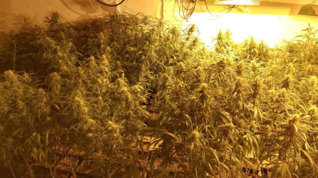 Imagen de archivo de una incautación de una plantación de marihuana por parte de la policía municipal de Terrassa / TWITTER