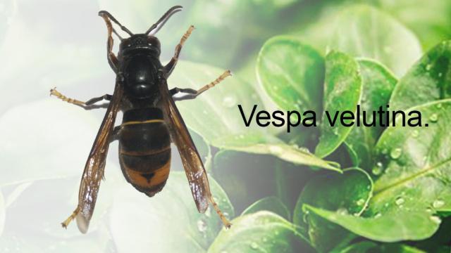 Vespa velutina /CG